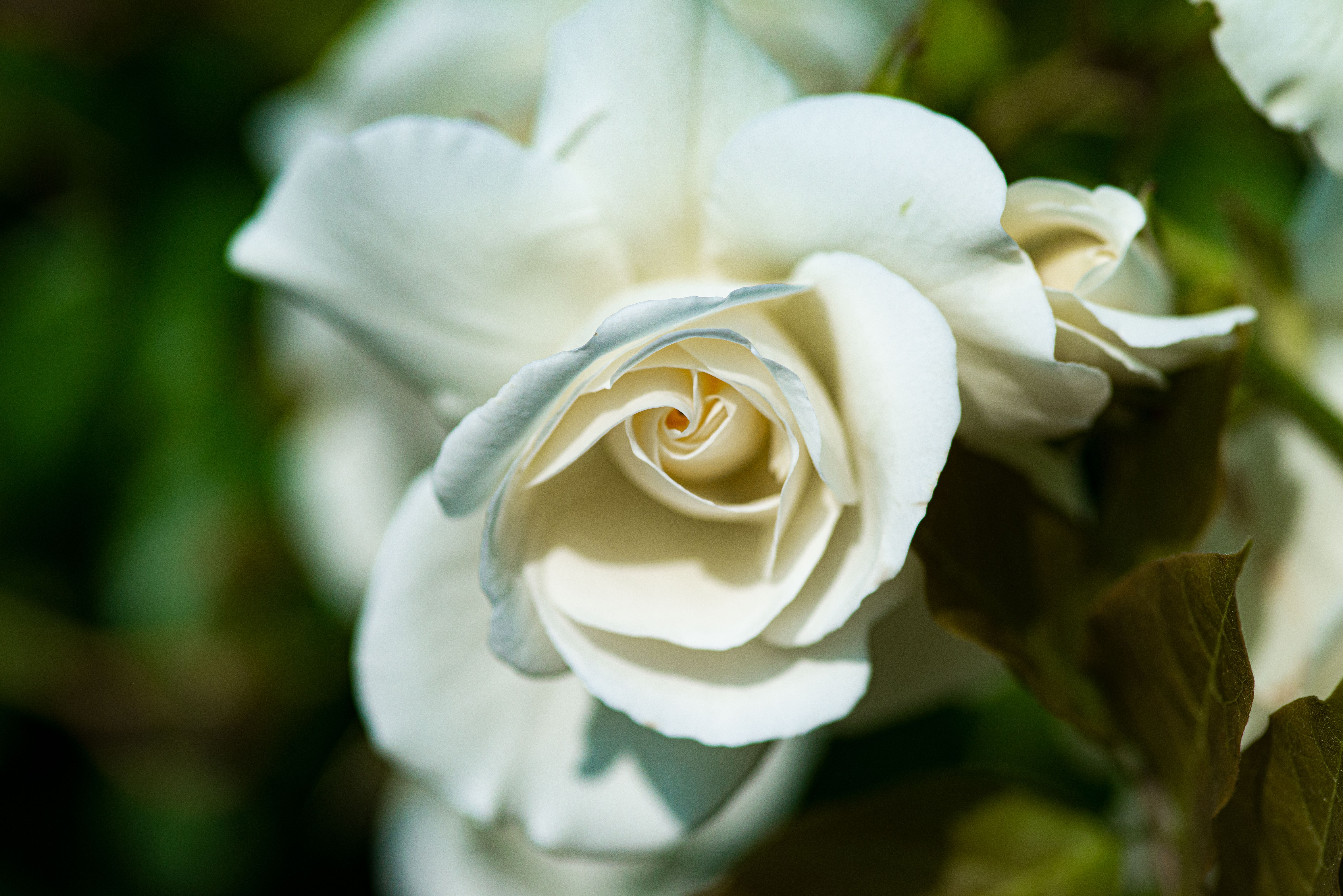 Close-Up Shot of a White Rose · Free Stock Photo
