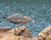 A Great Blue Heron Perched Near a Body of Water