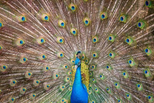 peacock photo