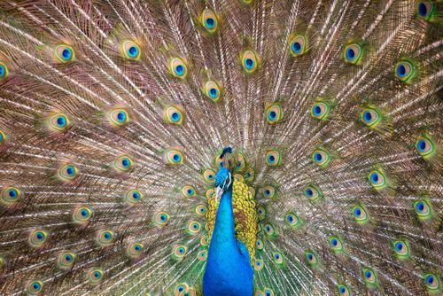 Free A stunning peacock showcasing its vivid feathers in full display, highlighting nature's beauty. Stock Photo