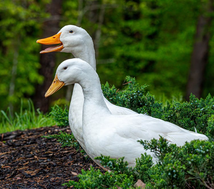 Two American Pekin Ducks 