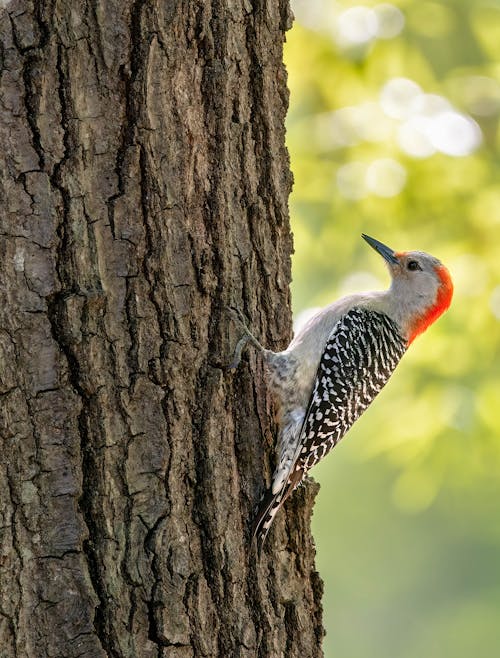 Red-Bellied Woodpecker on Tree Trunk 