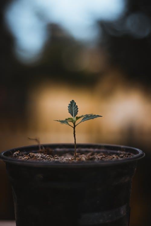 Green Plant Growing on a Pot 