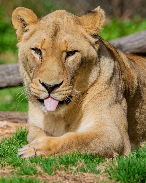 伸出舌头, 動物, 動物攝影 的 免费素材图片