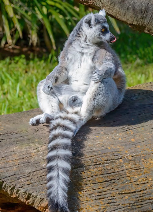 Photo of Grey Lemur