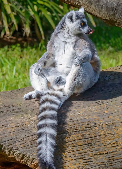 Free A ring-tailed lemur basking in the sun, showcasing its distinctive tail and curious expression. Stock Photo