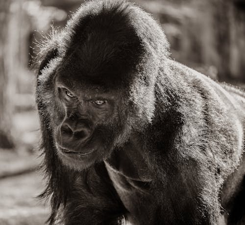 Základová fotografie zdarma na téma detail, fotografování zvířat, gorila