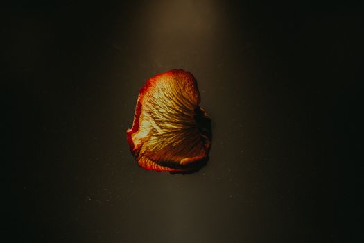 Artistic photo of a single dried rose petal on a dark background, highlighting textures and colors.