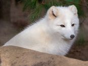 Arctic Fox