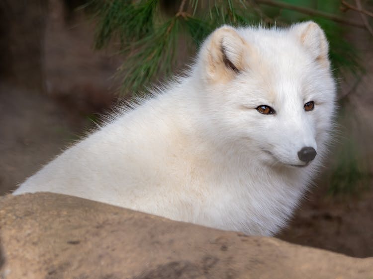 An Arctic Fox Behind A Rock