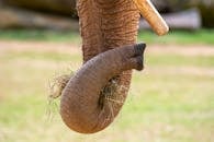 Elephant Trunk