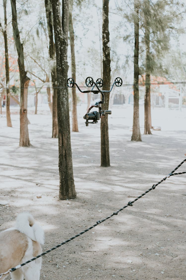 Professional Camera On Wire In Park