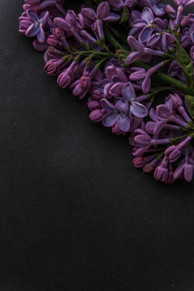 Lilac Flowers On Black Background