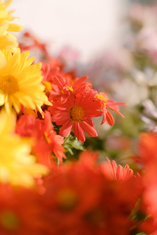 Fotos de stock gratuitas de crisantemos, de cerca, flor