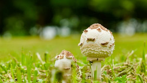 Foto profissional grátis de cogumelos, fechar-se, fungos