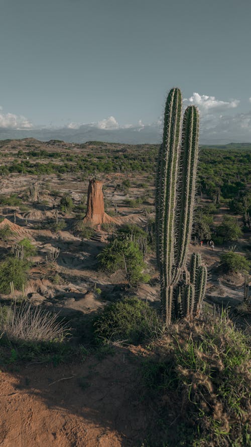 Ilmainen kuvapankkikuva tunnisteilla aavikko, erämaa, kaktus Kuvapankkikuva