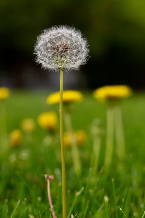 Free Beautiful close-up of a dandelion in bloom on a green field with blurred background. Stock Photo
