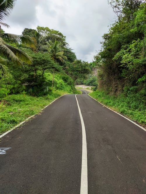 Asphalt Road between Trees