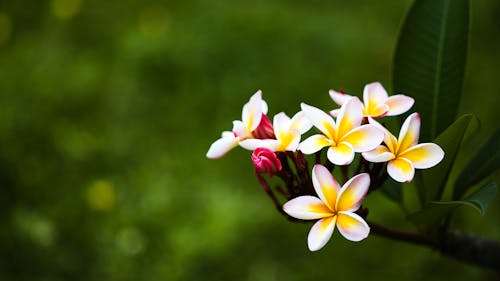 Free Yellow Frangipanis and Green Leaves Stock Photo
