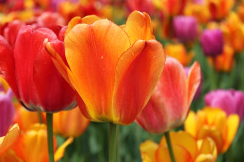 Free Close Up Photography of Tulips Stock Photo