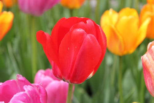 Free Tulips in Bloom  Stock Photo