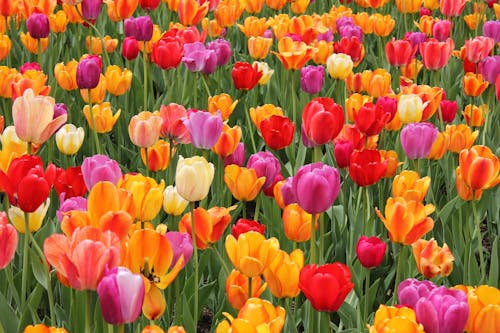 Field of Tulip Flowers