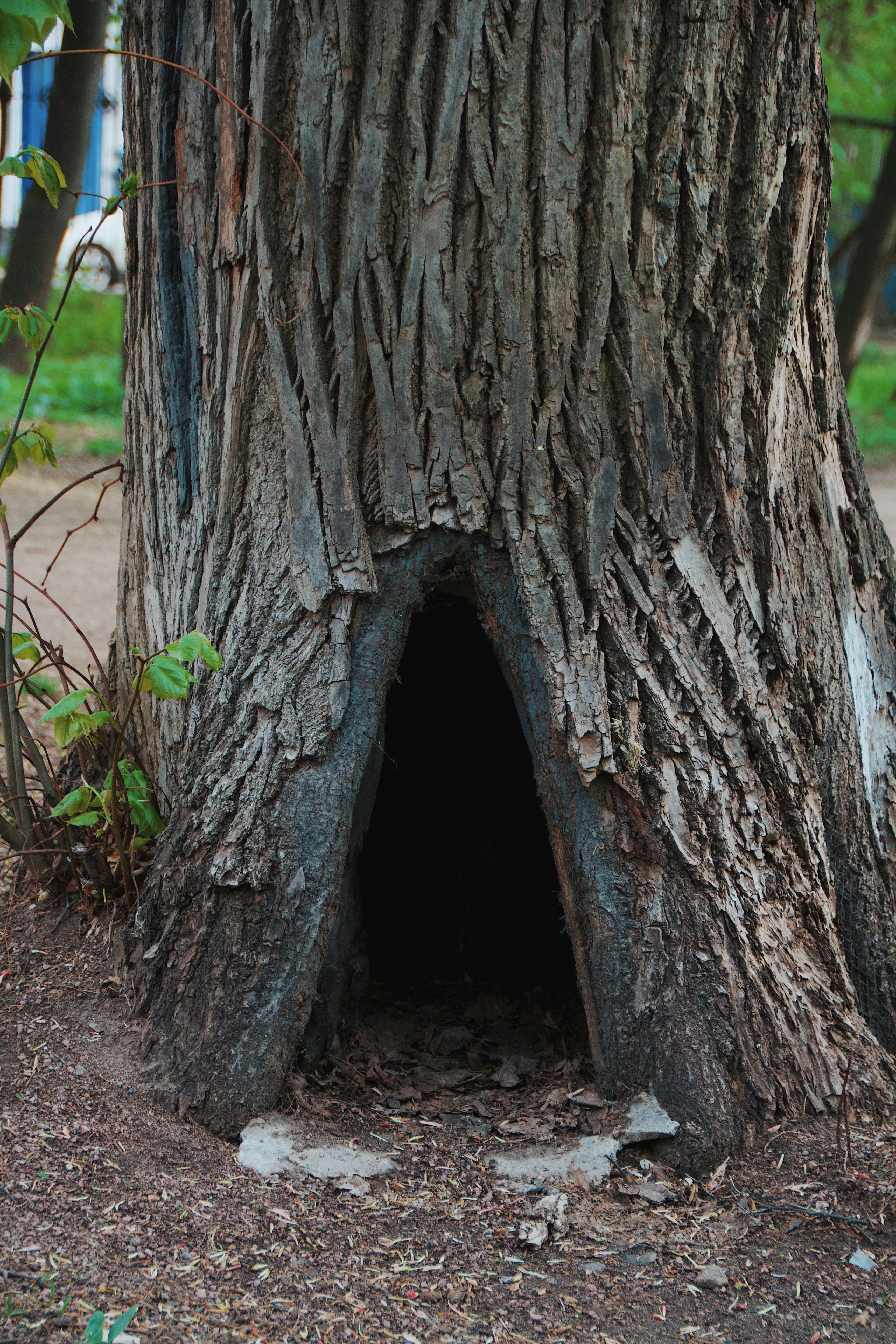 Closeup of a Tree Trunk with a Hollow · Free Stock Photo