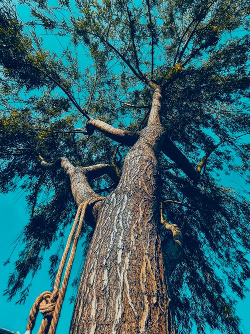 Free Tree of life Stock Photo