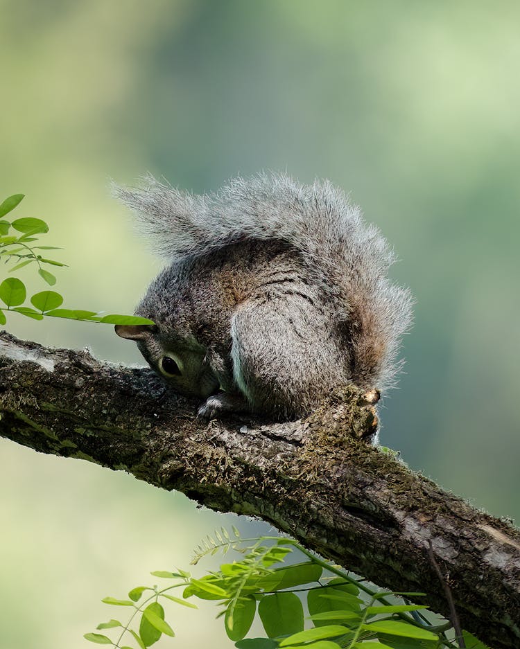 Brown Squirrel On Tree Branch