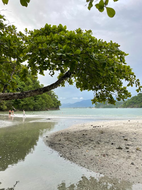 Photos gratuites de arbre, bord de mer, eau