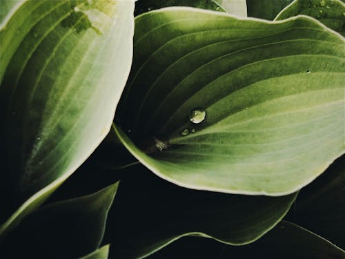 Foto d'estoc gratuïta de estampat, fulles verdes, gotes d'aigua