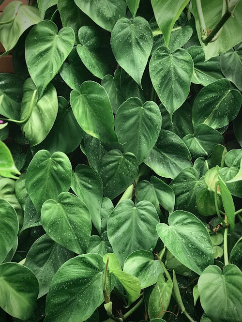Free Heart Shaped Green Leaves  Stock Photo