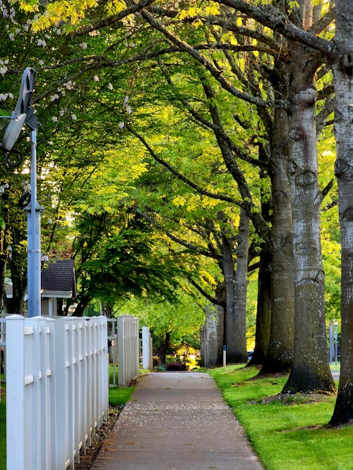 Ingyenes stockfotó fák, gyalogút, kerítés témában Stockfotó