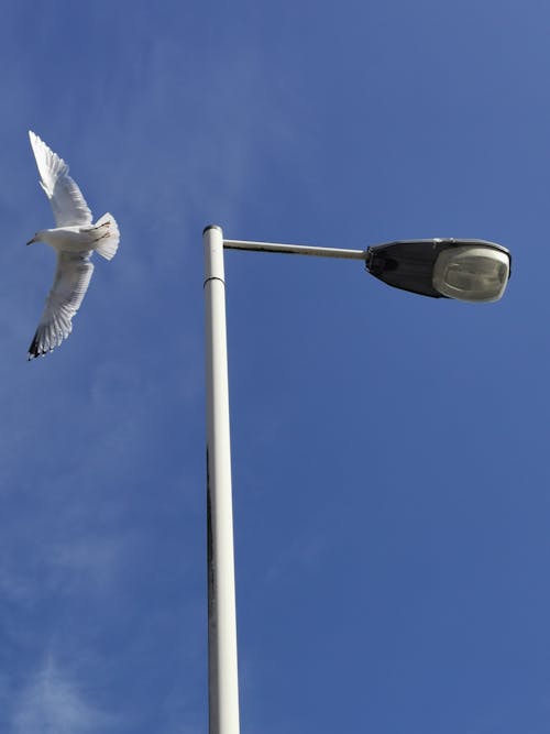 가로등 기둥, 날으는, 로우앵글 샷의 무료 스톡 사진