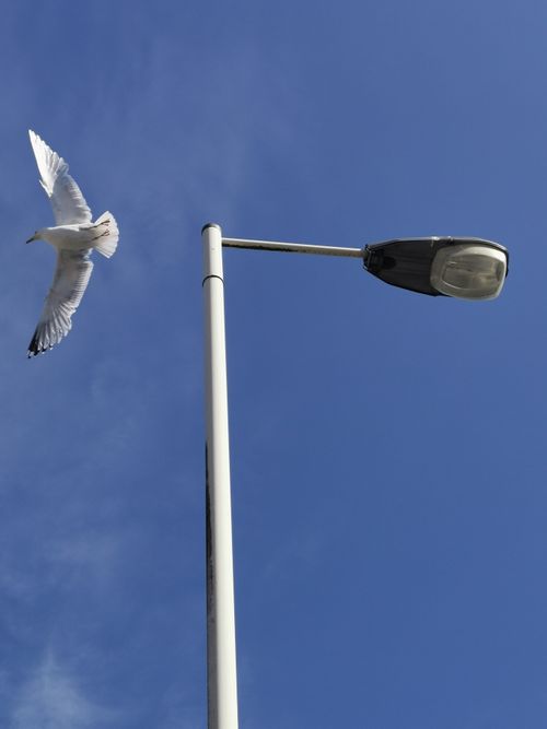 Free A seagull in flight next to a street lamp under a clear blue sky in Merseyside, England. Stock Photo