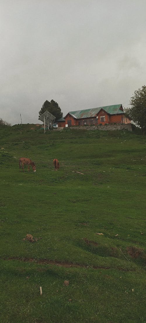 the lone house