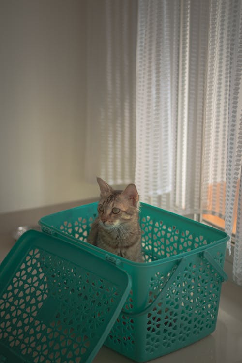 Black Tabby Cat on a Basket 