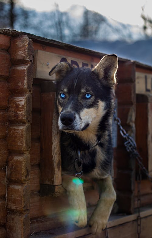 Siberian Husky Dog