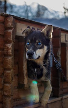 Siberian Husky with piercing blue eyes peeking from a wooden kennel in Troms, Norway.