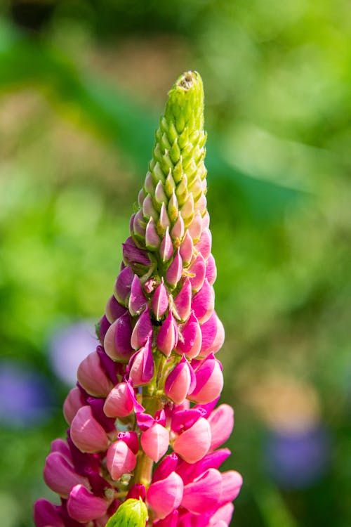 Large-leaved Lupine