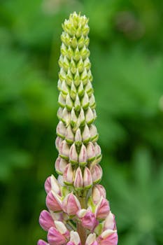 Stunning close-up of a pink lupine flower in full bloom with a blurred green background.