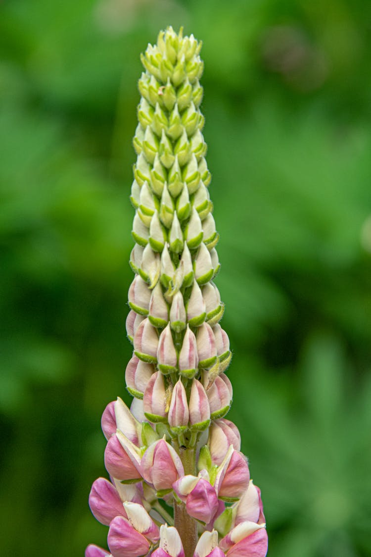 A Beautiful Lupine Plant 