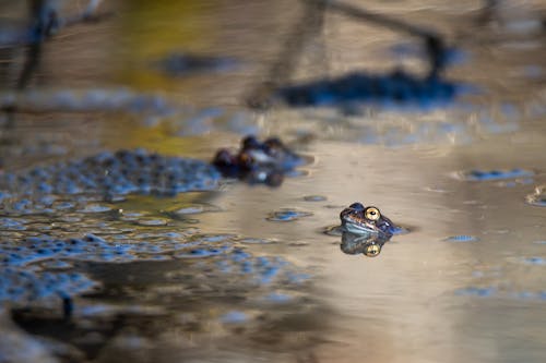 Free Common frogs in mating time. Stock Photo