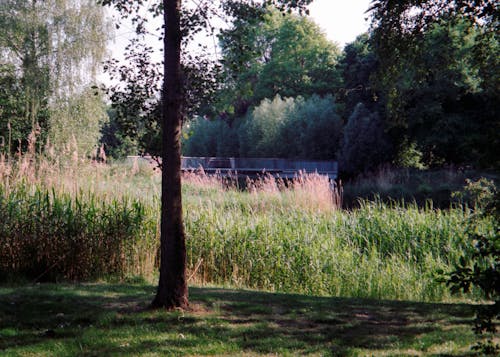 Foto d'estoc gratuïta de 35 mm, arbres, assolellat