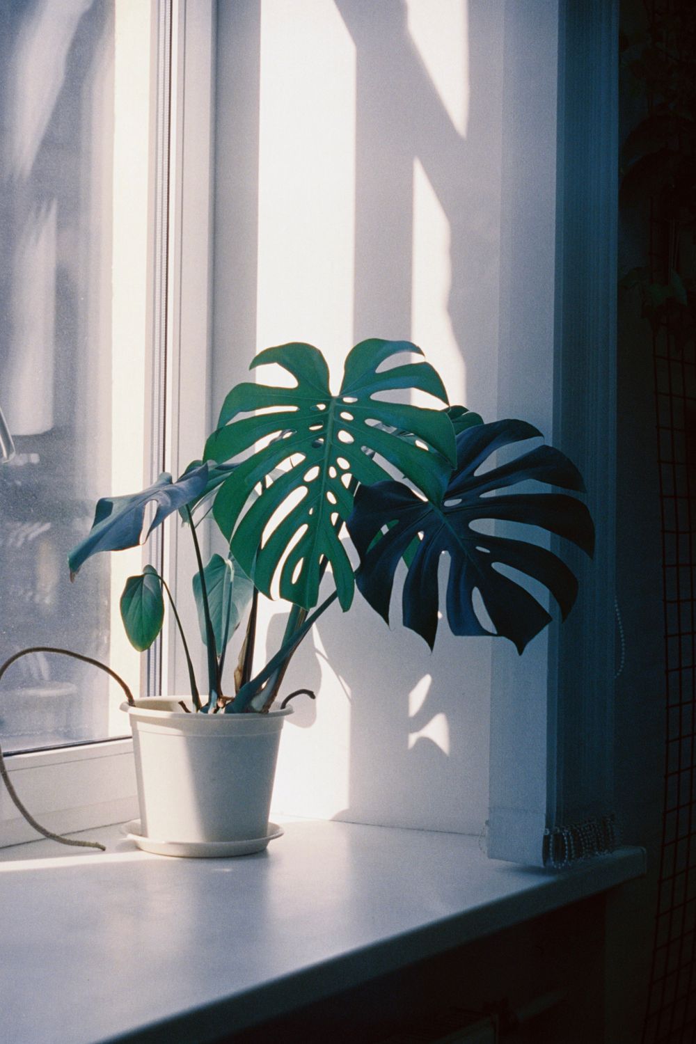 House plant on a windowsill in soft light