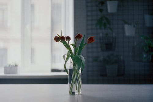 Free Red Flowers in Clear Glass Vase Stock Photo