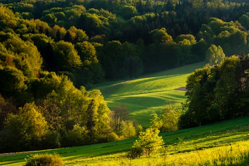 Foto profissional grátis de área, árvores verdes, fotografia da natureza