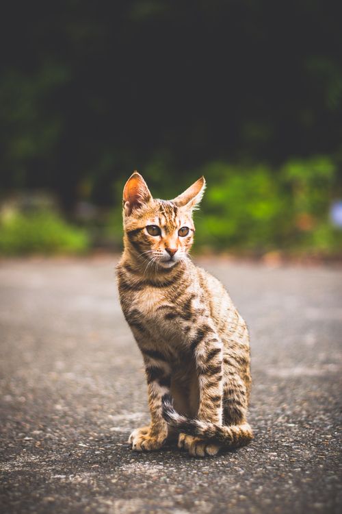 Free A charming tabby cat sits attentively outdoors, surrounded by blurred greenery on a sunny day. Stock Photo