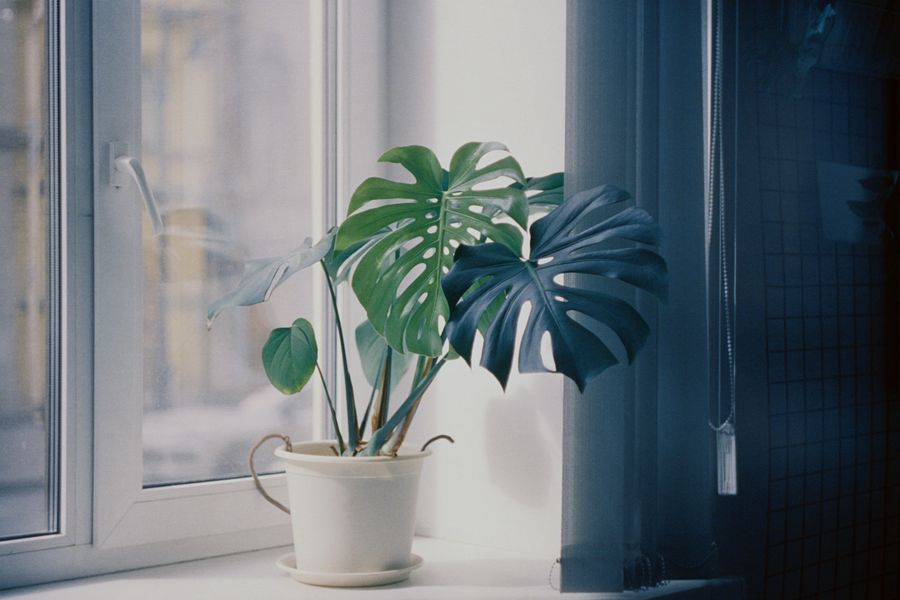 A green plant on a windowsill in a calm, sunlit room