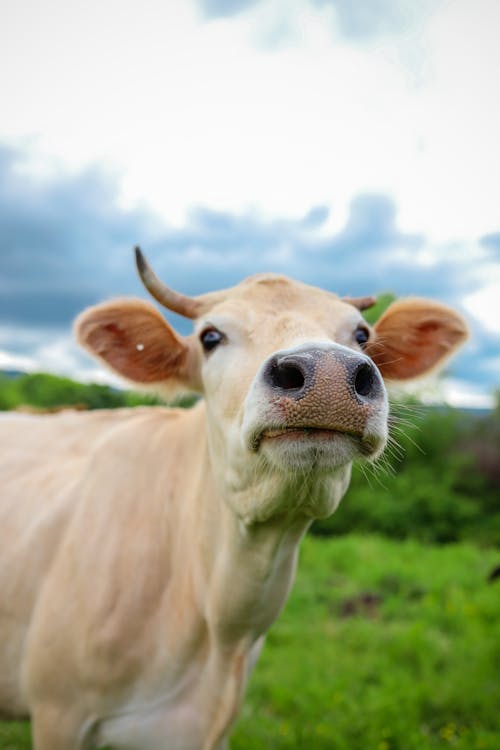 Free White Cow on Green Grass  Stock Photo